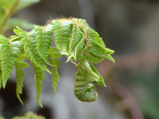 greenery and flowers