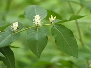greenery and flowers