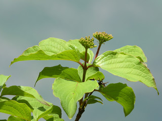 greenery and flowers