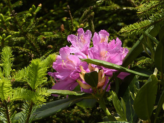 greenery and flowers