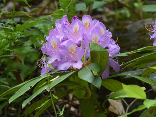 greenery and flowers