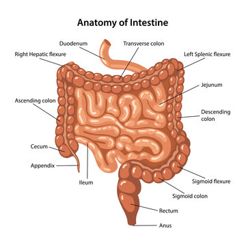 Anatomy of Intestine