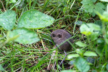 Tiny Field Mouse Hiding in the Grass