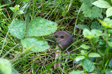Tiny Field Mouse Hiding in the Grass