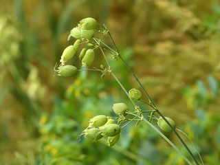 greenery and flowers