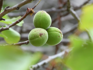 unripe fruits