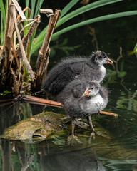 Very Young Coots on the Water
