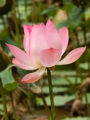 Fototapeta premium pink lotus flower in a lake