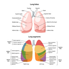 Lobes and segments of the lungs. Anterior view of the lungs with description of the corresponding lobes and segments. Anatomical vector illustration in flat style isolated over white background.