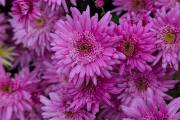 flowering pink garden chrysanthemums close-up, abstract background