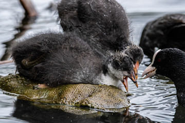 Very Young Coots on the Water