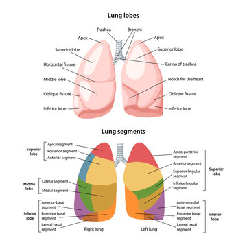 Lobes and segments of the lungs. Anterior view of the lungs with description of the corresponding lobes and segments. Anatomical vector illustration in flat style isolated over white background.