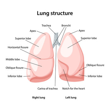 Structure of human lungs 