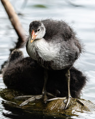 Very Young Coots on the Water