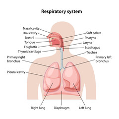 Human respiratory system - obrazy, fototapety, plakaty