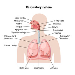 Human respiratory system