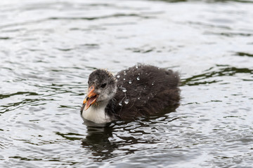 Very Young Coot on the Water
