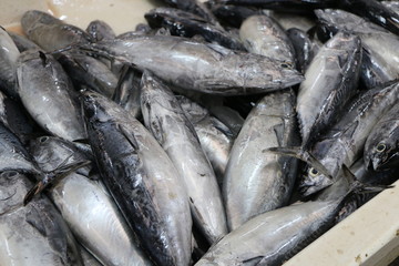 fresh fish in the market
