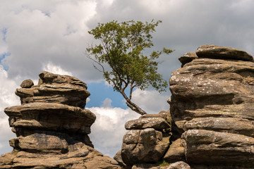 Tree Growing on a Ancient Rock Formation