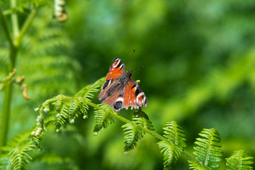 Fototapeta na wymiar Peacock Butterfly on New Green Shoots