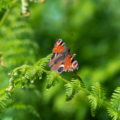Peacock Butterfly on New Green Shoots