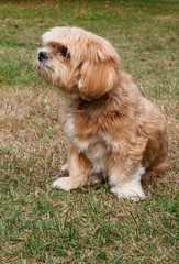 Red Lhasa Apso dog sitting in a garden