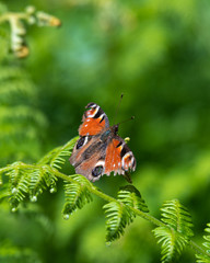 Fototapeta na wymiar Peacock Butterfly on New Green Shoots