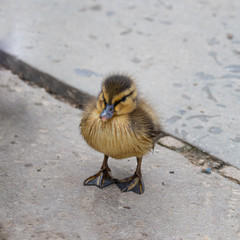 A Very Young Duckling on Land