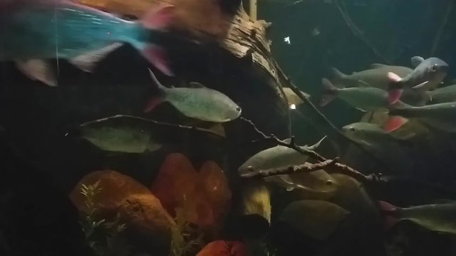 peixes no aqu&aacute;rio