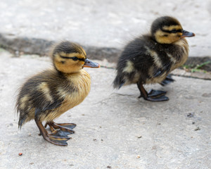 Pair of Very Young Ducklings