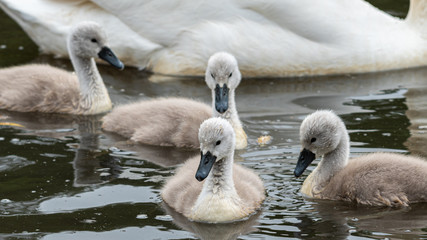 Very Young Cygnet Swans Floating on Water
