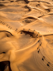 Aerial view group of camels wandering together at a desertic landscape, U.A.E.