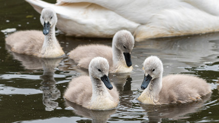 Three Very Young Cygnet Swans