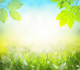 Big green leaf with green grass background
