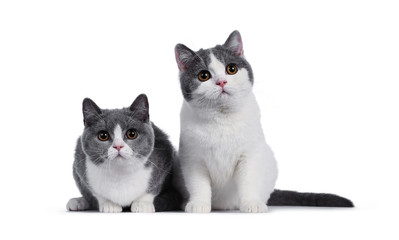 Cute duo of 2 blue with white British Shorthair kittens, sitting / laying facing front. Looking to viewer with round brown eyes. isolated on white background.