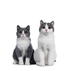 Cute duo of 2 blue with white British Shorthair kittens, sitting facing front. Looking to viewer...