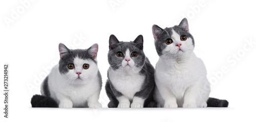 Cute Duo Of 2 Blue With White British Shorthair Kittens Sitting