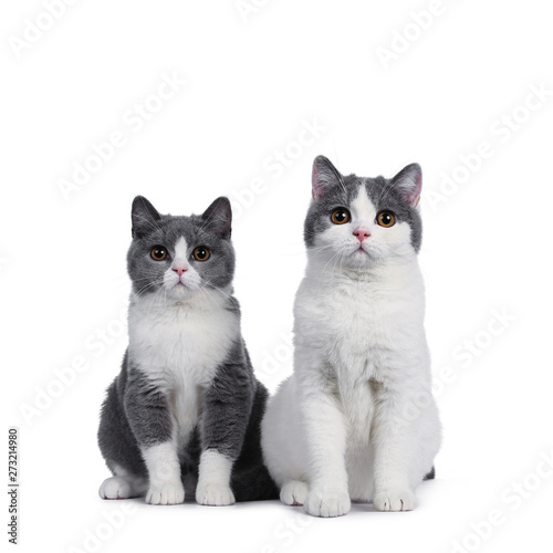 Cute Duo Of 2 Blue With White British Shorthair Kittens Sitting
