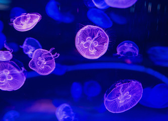 Ultraviolet colorful moon jellyfishes in water