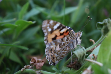 butterfly on a leaf