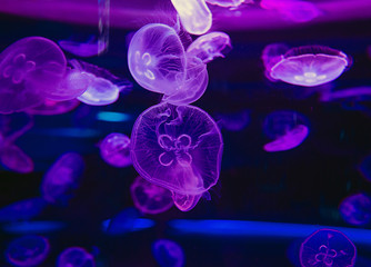 Ultraviolet colorful moon jellyfishes in water