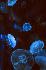 Ultraviolet colorful moon jellyfishes in water