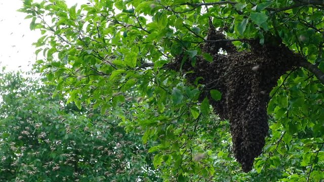 Swarming bees. Formation of a new colony family bees. Bees that can fly at some point fly out of the hive. They re going on a branch of a tree. Slow-motion video
