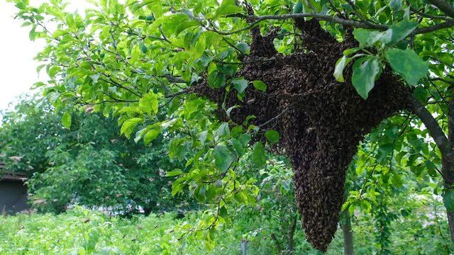 Swarming bees. Formation of a new colony family bees. Bees that can fly at some point fly out of the hive. They re going on a branch of a tree. Slow-motion video.