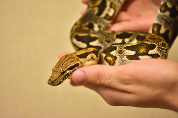python on hand, snake on hand, man holds python