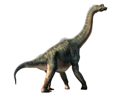 Brachiosaurus was a sauropod dinosaur, one of the largest and most popular. It lived in during the Late Jurassic Period. On a white background. 3D Rendering