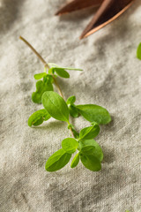 Organic Raw Green Marjoram Herb