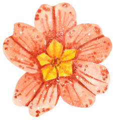 Red primrose flower with yellow middle, hand drawn watercolor illustration isolated on white