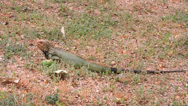 gr&uuml;ner Leguan