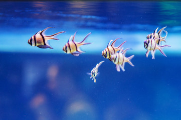 several colorful fish in an aquarium that swim in a row